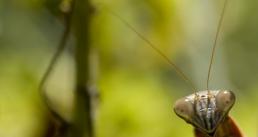 Praying Mantis Praying Mantis